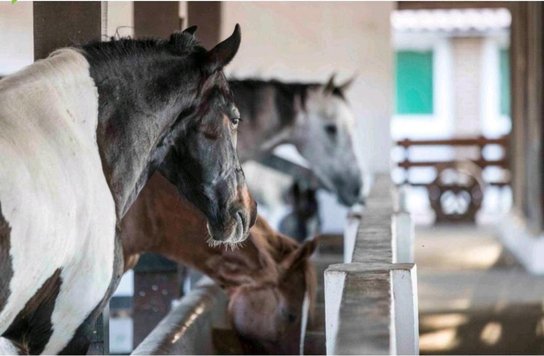 Apart Hotel Fazenda Monte Castelo - Gravata Εξωτερικό φωτογραφία